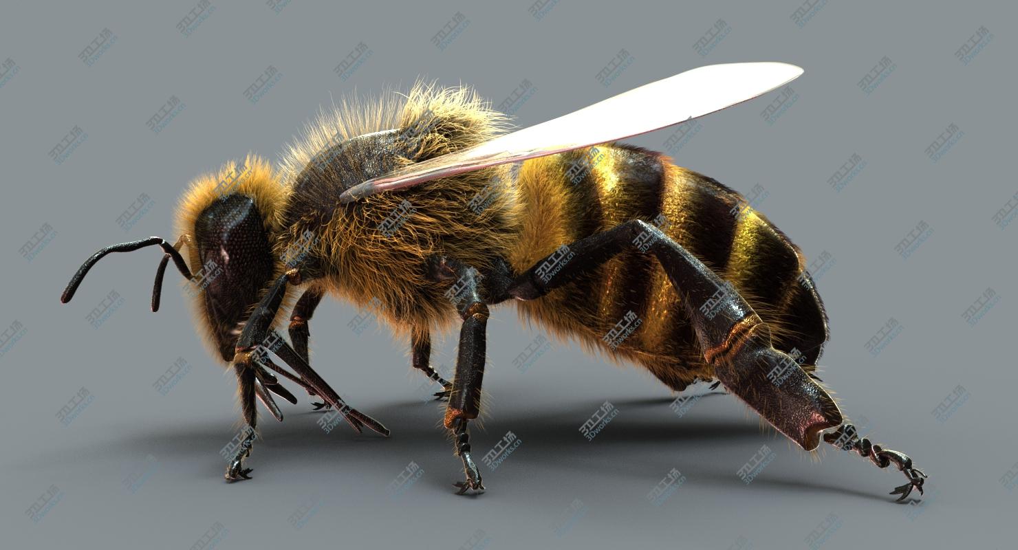 images/goods_img/20210313/3D Honeybee (2) (FUR) 3D model/5.jpg